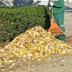 التخلص من جميع الأوراق والحشائش الغير مرغوب فيها