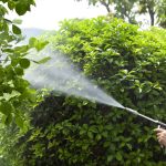 رش المبيدات الحشرية والفطرية