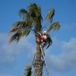 قص سعف النخيل مع التكريب (البلدي أو الواشونطونيا)